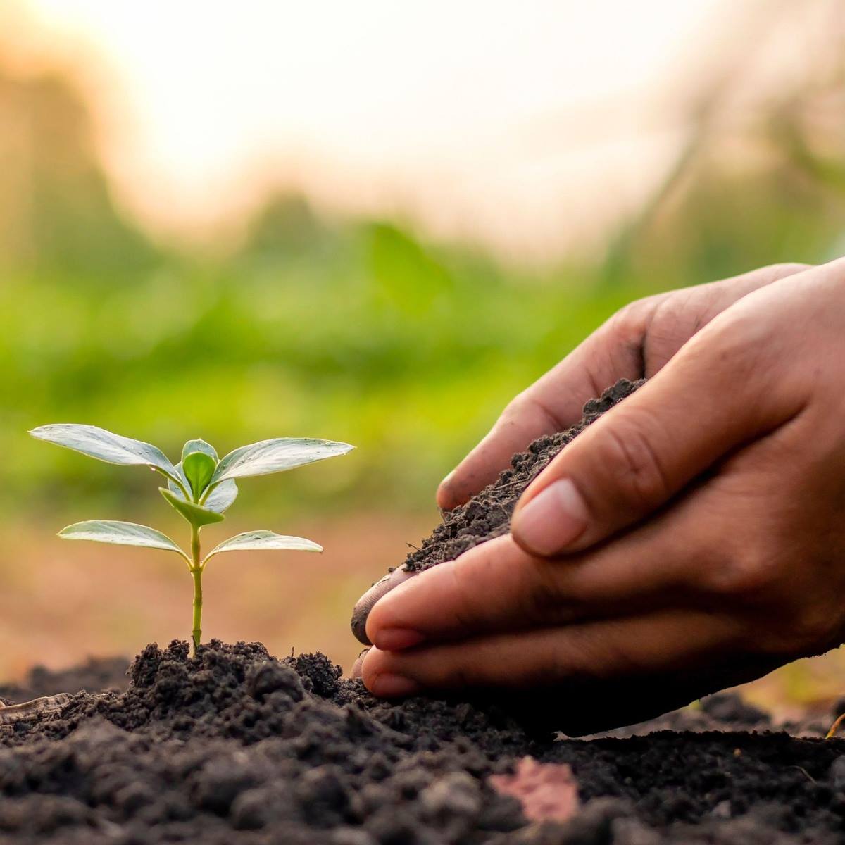 Temps de la creació I Pixabay, Plnatbest